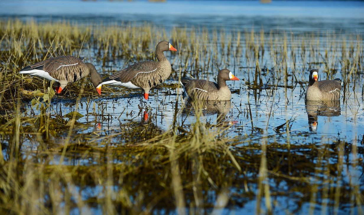 Чучело гусь белолобый, сторожевой